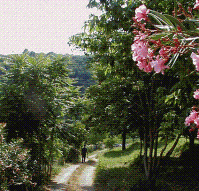 Landweg in der Toscana